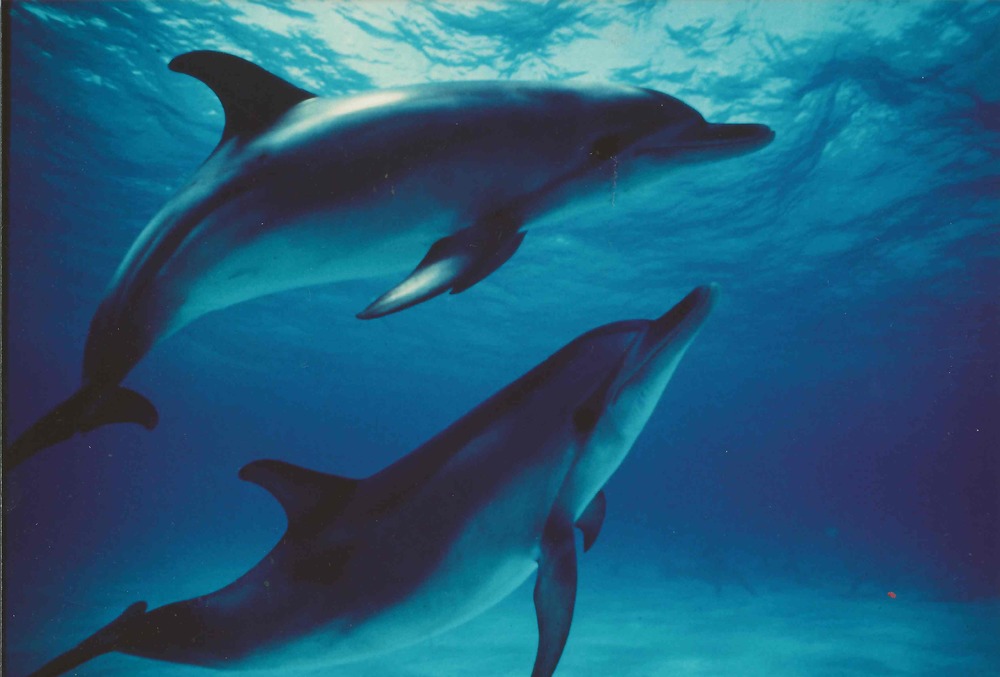  Atlantic Spotted Dolphins: Photo taken by one of the crew members on the Bottom Time II in the Bahamas, Lloyd, 1991 