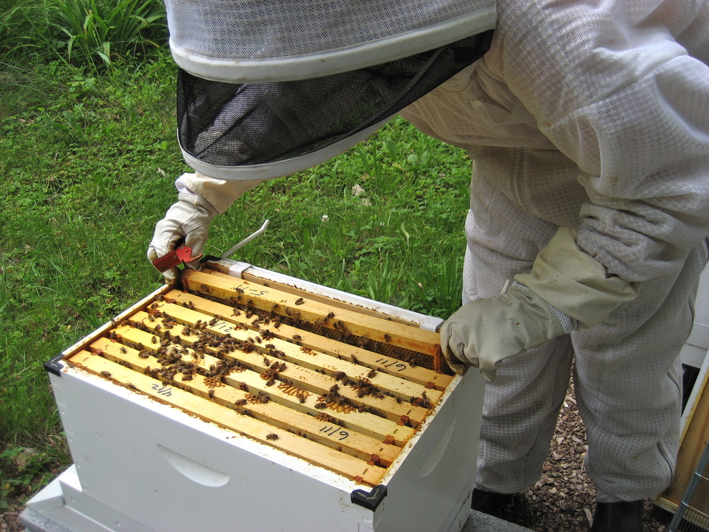  Laura uses her beekeeper tool to loosen the frames from the hive box. 