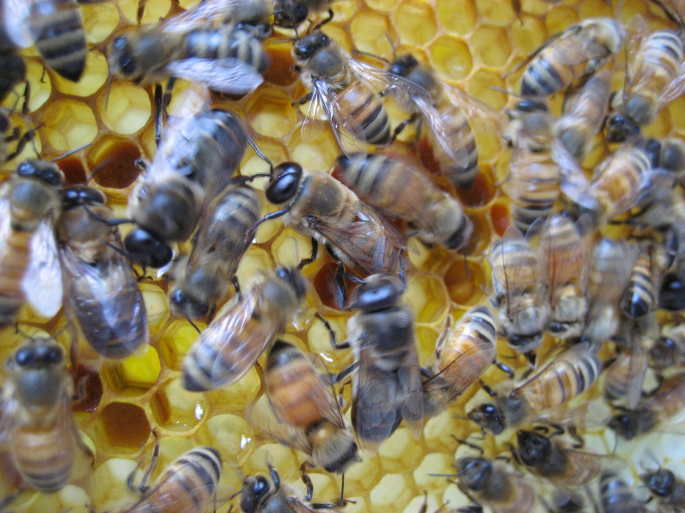  If you look at the eyes of the bees you can detect the female worker bees with their smaller eyes and the male drone bees with their very large eyes.  The drone's role in the hive is to mate with queen bees from other hives.  At the end of the season the drones are kicked out of the hive to perish. 