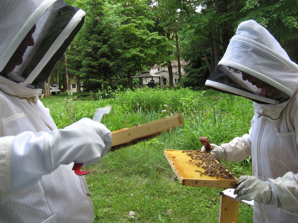  Laura and fellow beekeeper, Dan Boylan search a hive for the queen bee.      